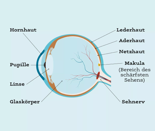 Wie funktioniert das Auge?