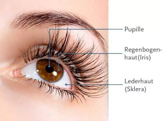 Ein Auge mit einzelnen beschrifteten Elementen